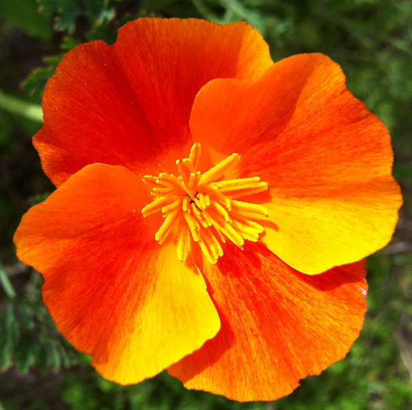 imagen de una amapola en sección de Macrobiótica