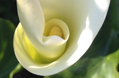 Flor de Cala en Sección Contacto