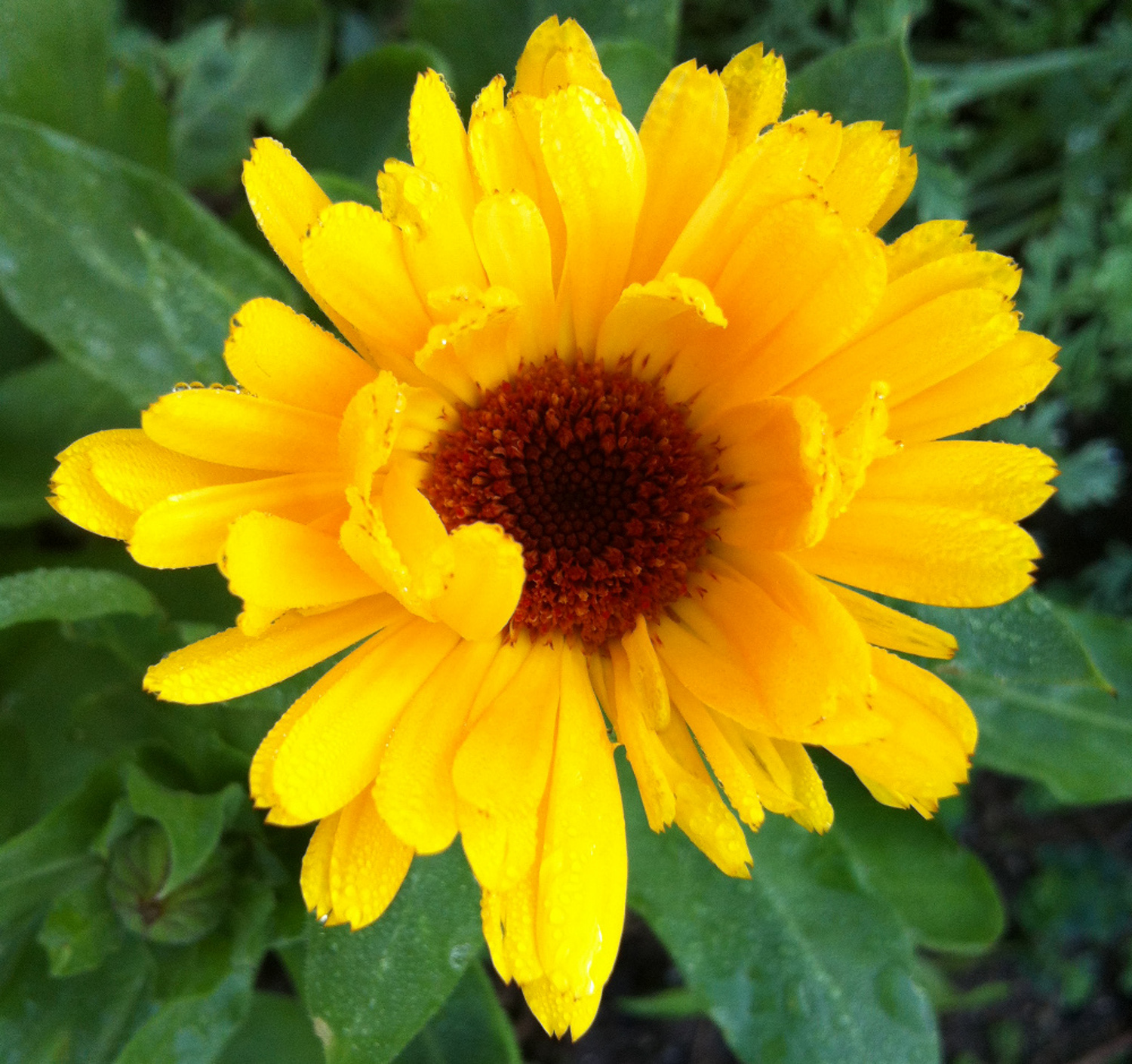 Flor de Caléndula en la sección de Terapias