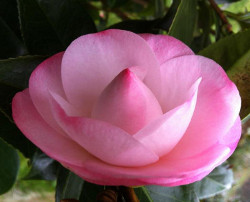 Camelia en la Sección de Yoga