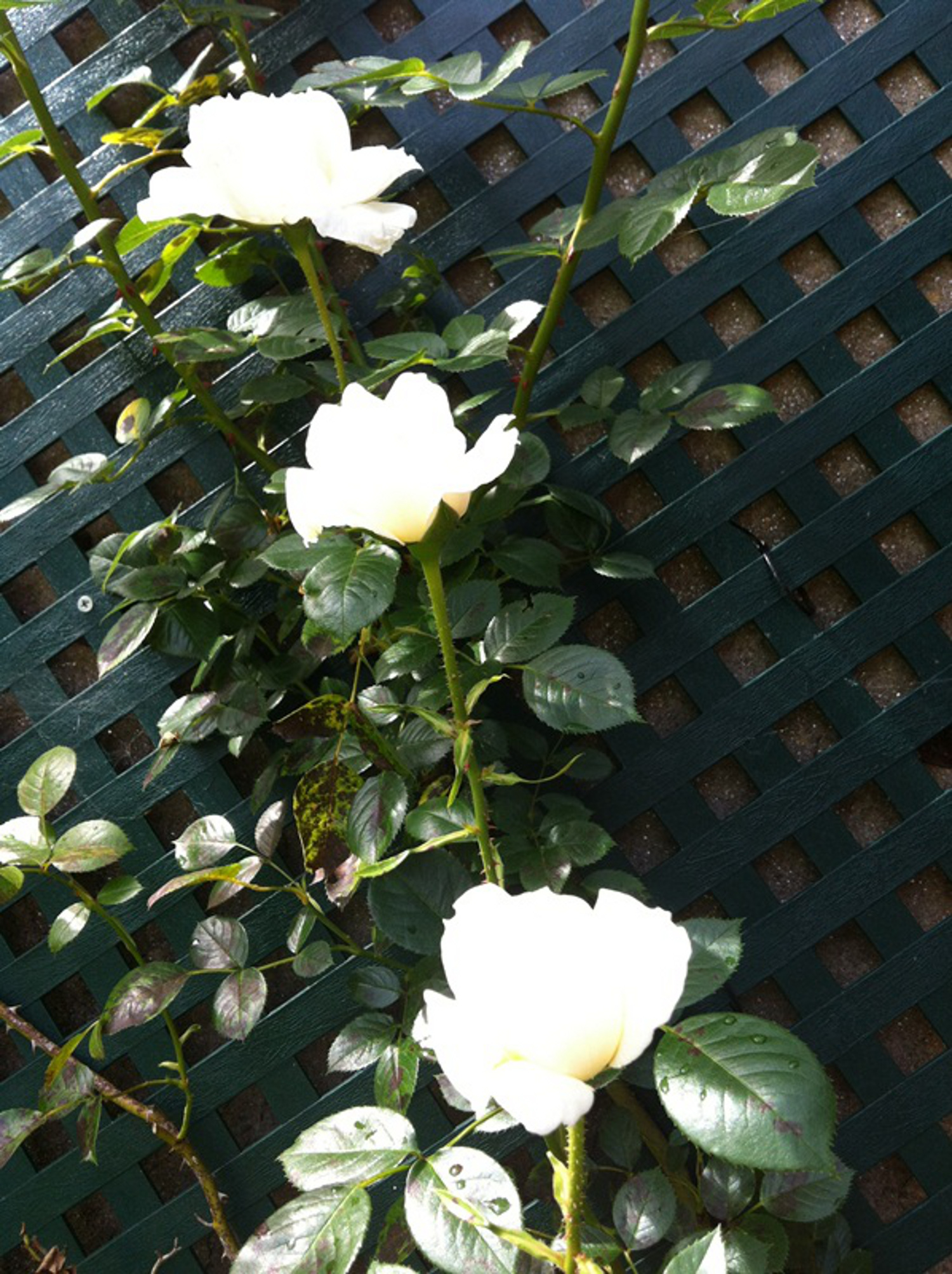 Rosas Blancas en sección final
